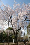 行船公園（平成庭園・源心庵）