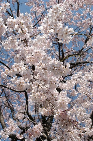 行船公園（平成庭園・源心庵）