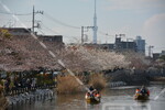 第5回新川千本桜まつり