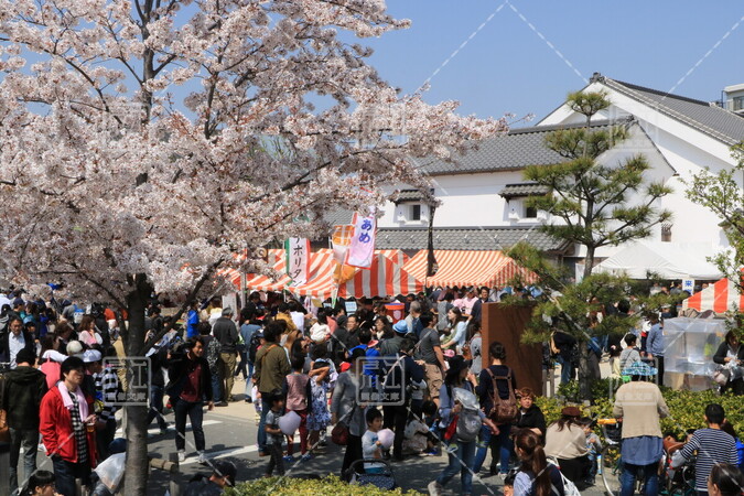 第4回新川千本桜まつり