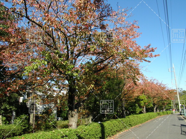 小松川境川親水公園