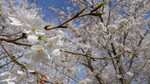 大島小松川公園