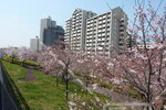 小松川千本桜