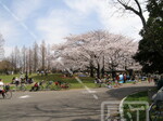 篠崎公園