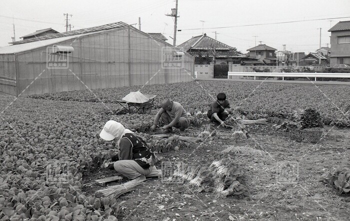 小松菜の収穫