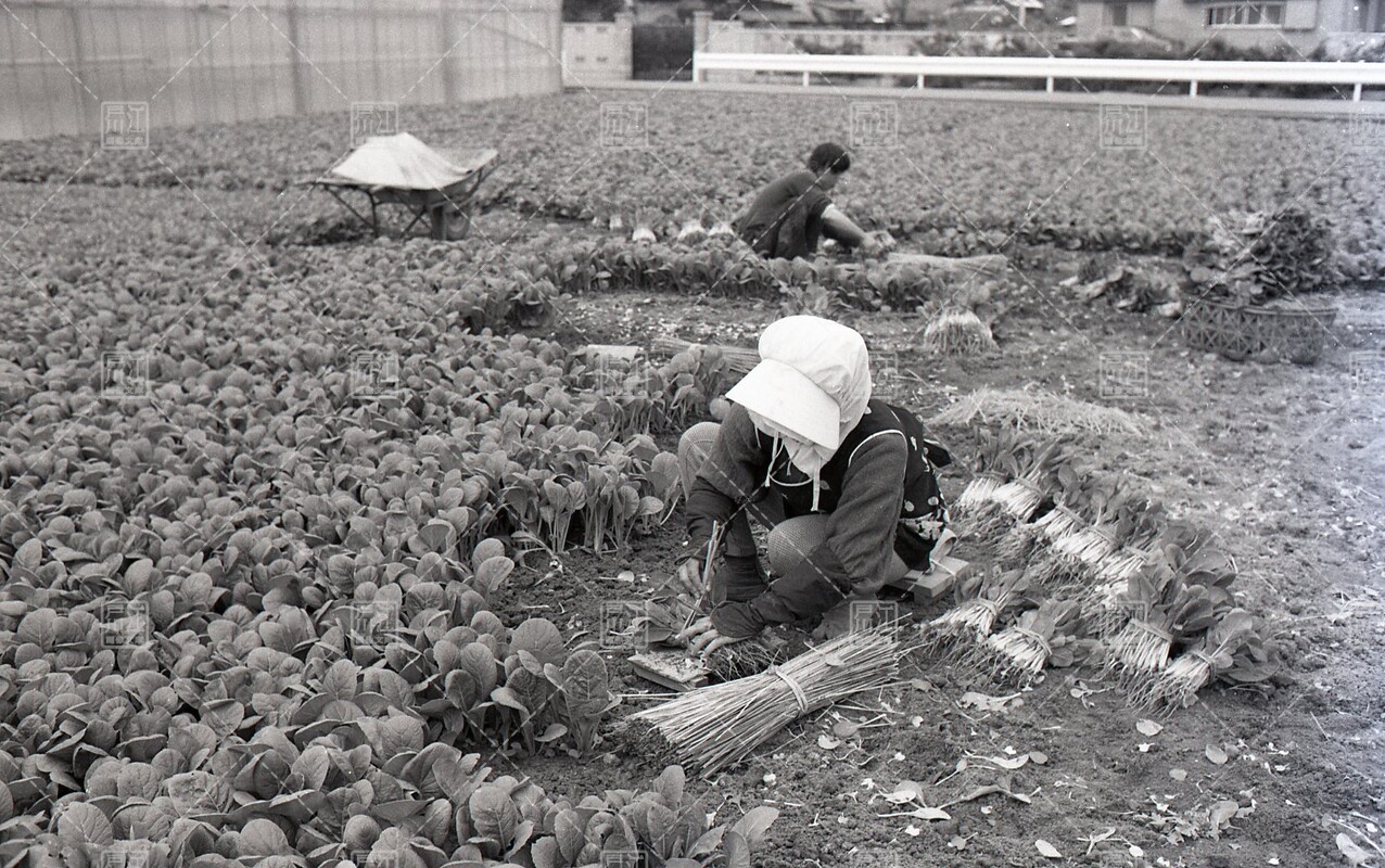 全画面表示