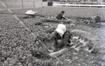 小松菜の収穫