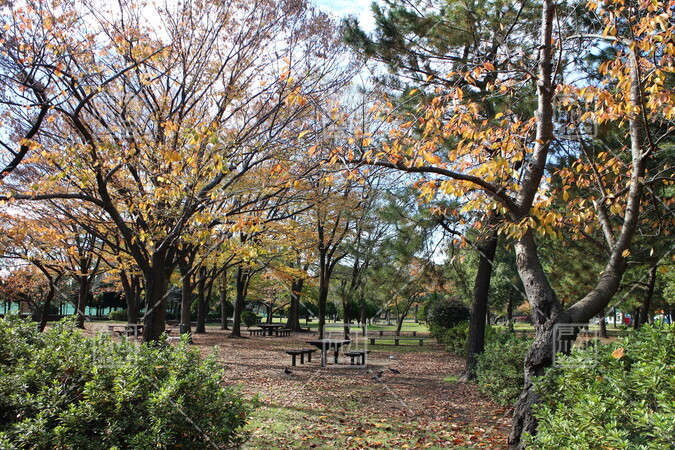 篠崎公園