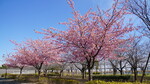 小松川千本桜