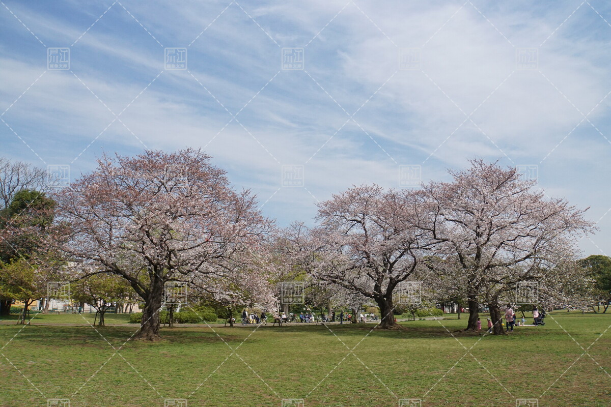 全画面表示