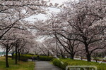 小松川千本桜