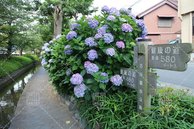 古川親水公園