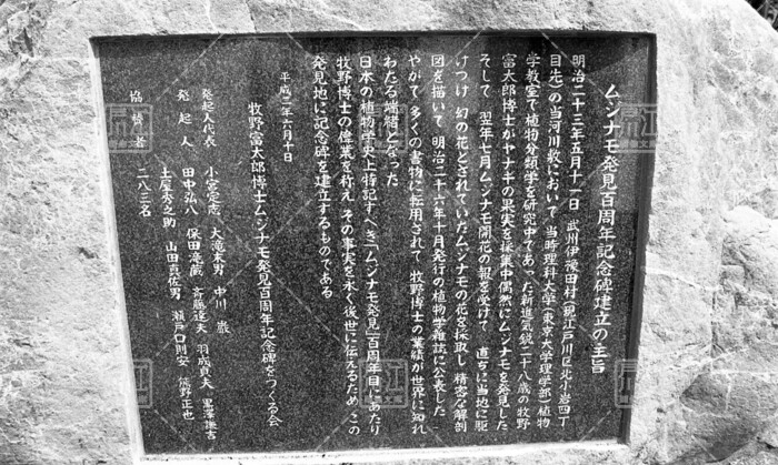 ムジナモの記念碑　小岩菖蒲園