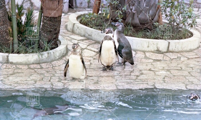 自然動物園　フンボルトペンギン