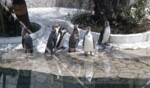 自然動物園　フンボルトペンギン