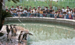 自然動物園オープン