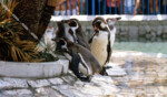 自然動物園オープン　フンボルトペンギン