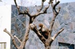 自然動物園　ハナグマ