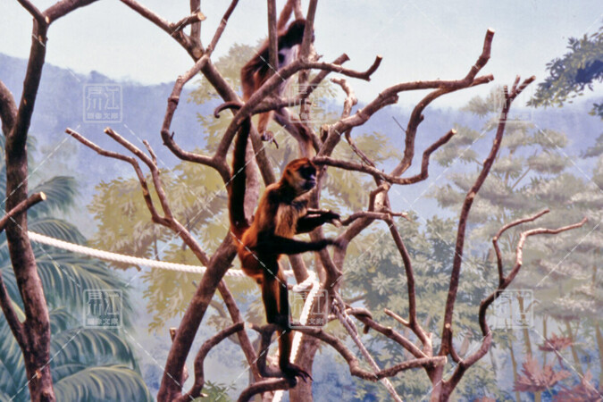 自然動物園　クモザル