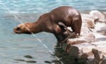 自然動物園　オタリア