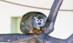 自然動物園　リスザル