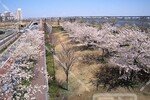 小松川千本桜